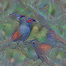 n01824575 coucal